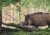 animal-69096891280-1765187895